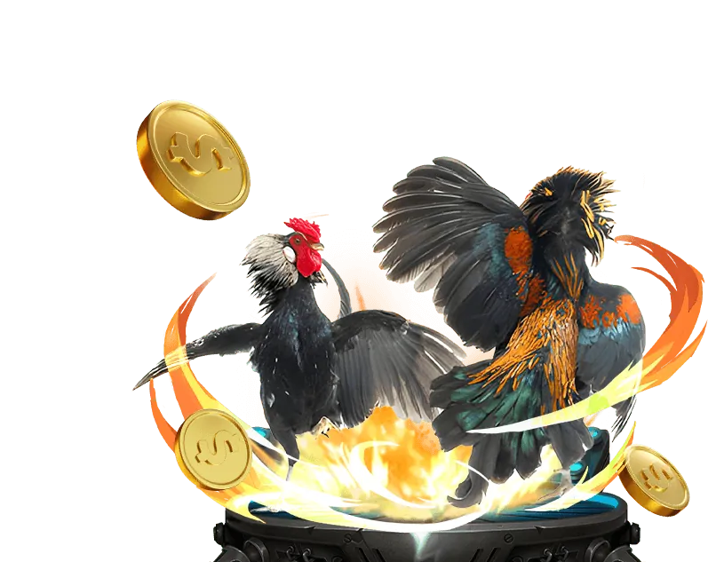 Đa dạng trận đấu đá gà